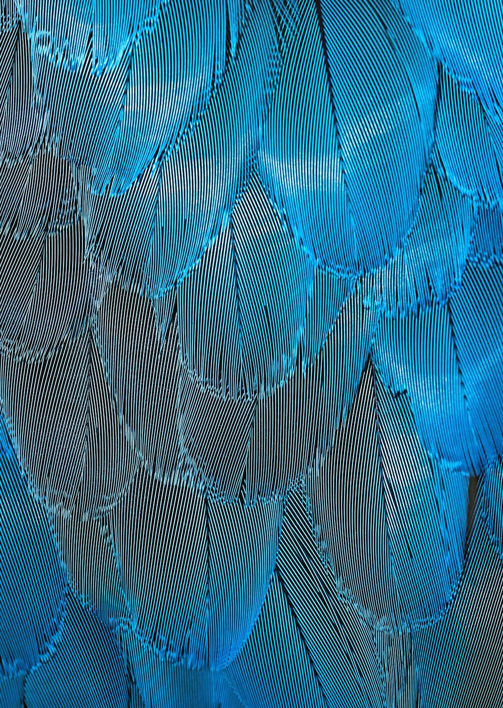 blue and brown feathers