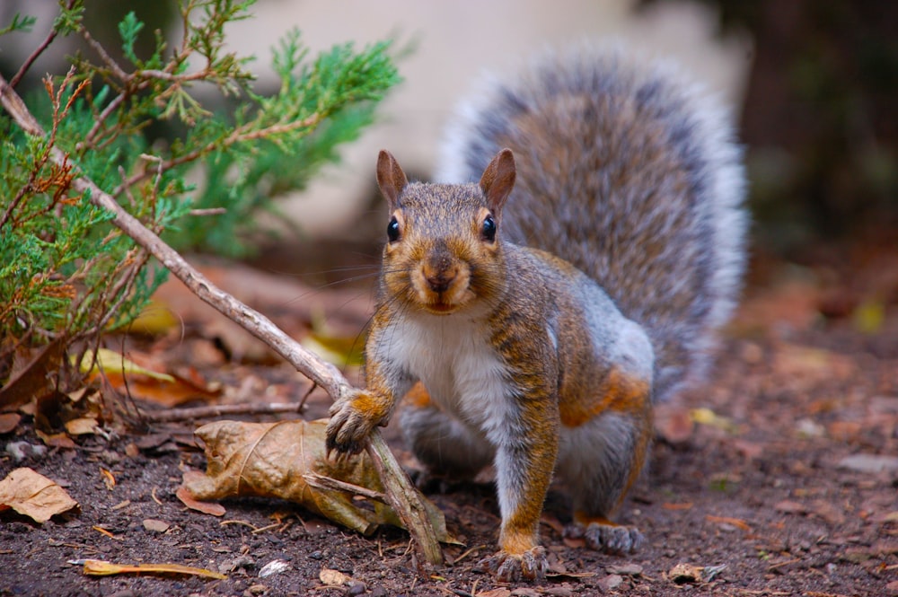 macro photography of brown and gray squirrel