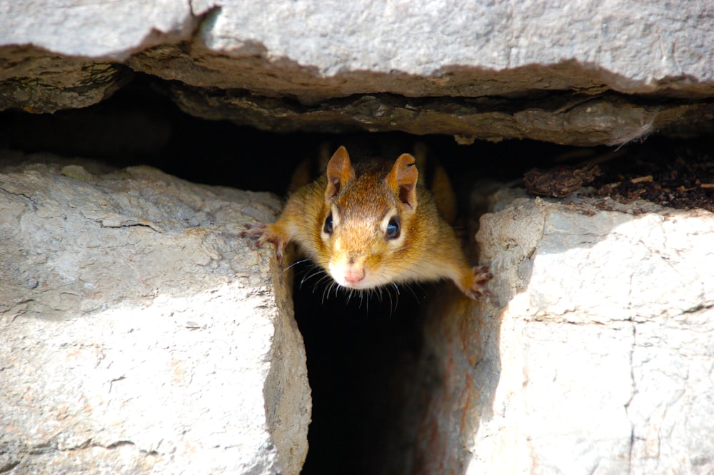 macro photography of brown squirrel