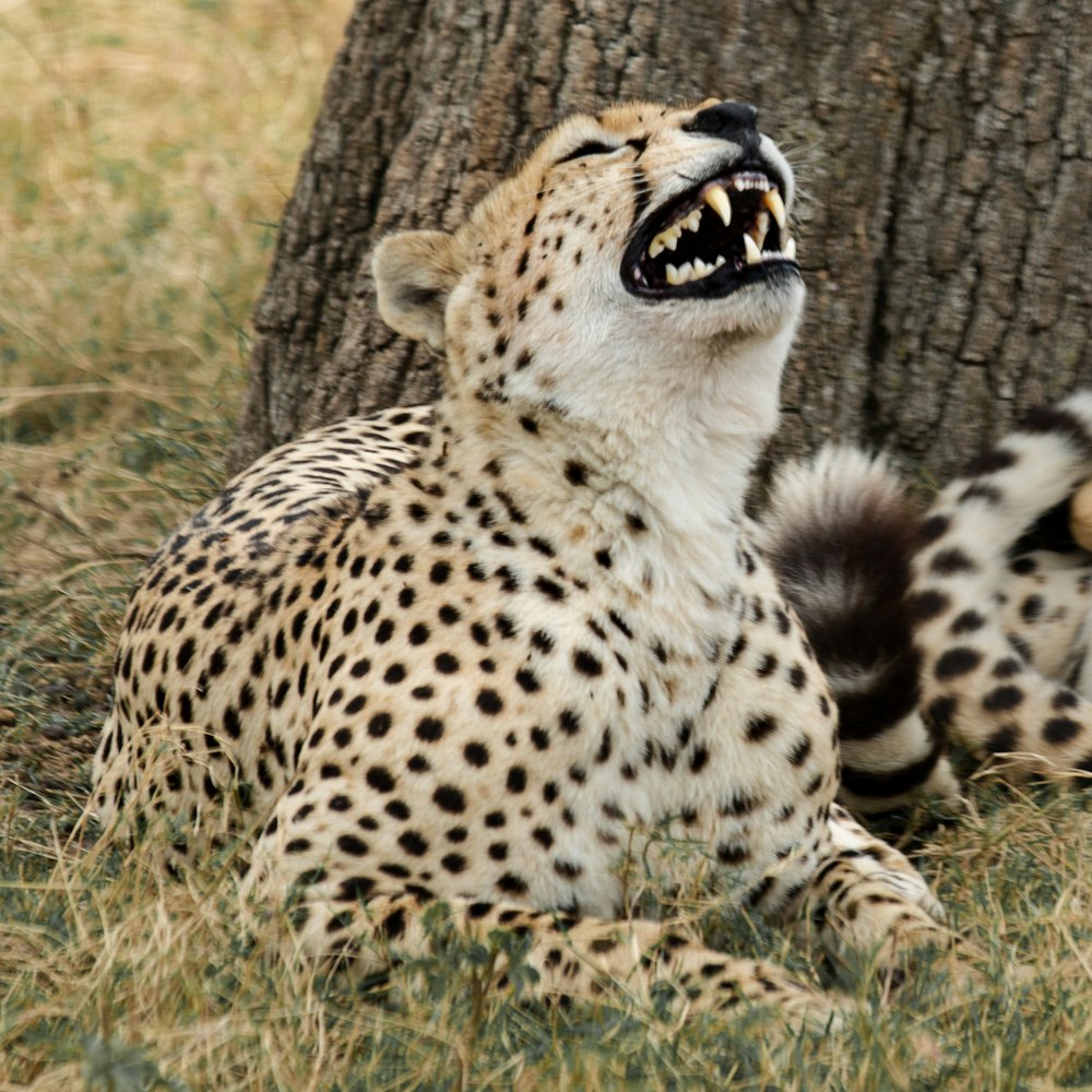 leopard lying down under a tree