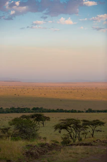 A golden sunrise casting warm light over the vast savanna dotted with acacia trees.