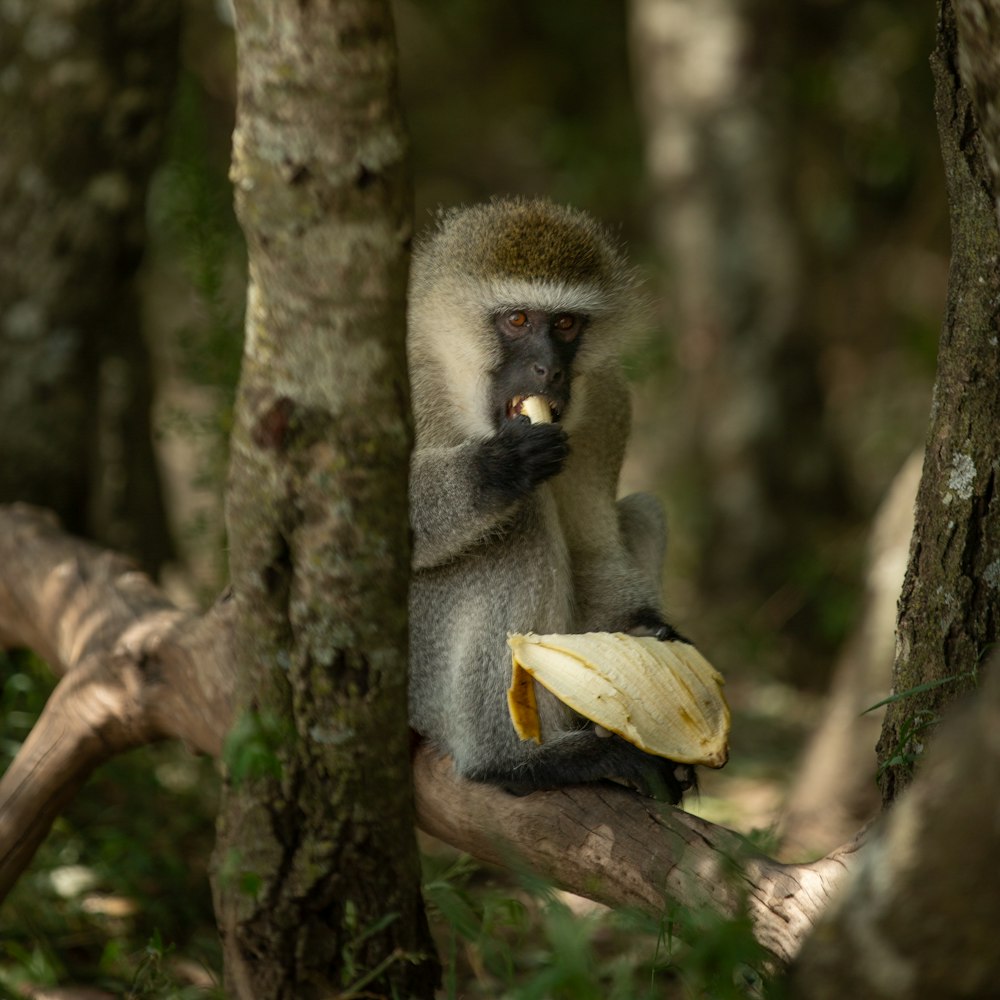 singe mangeant de la banane