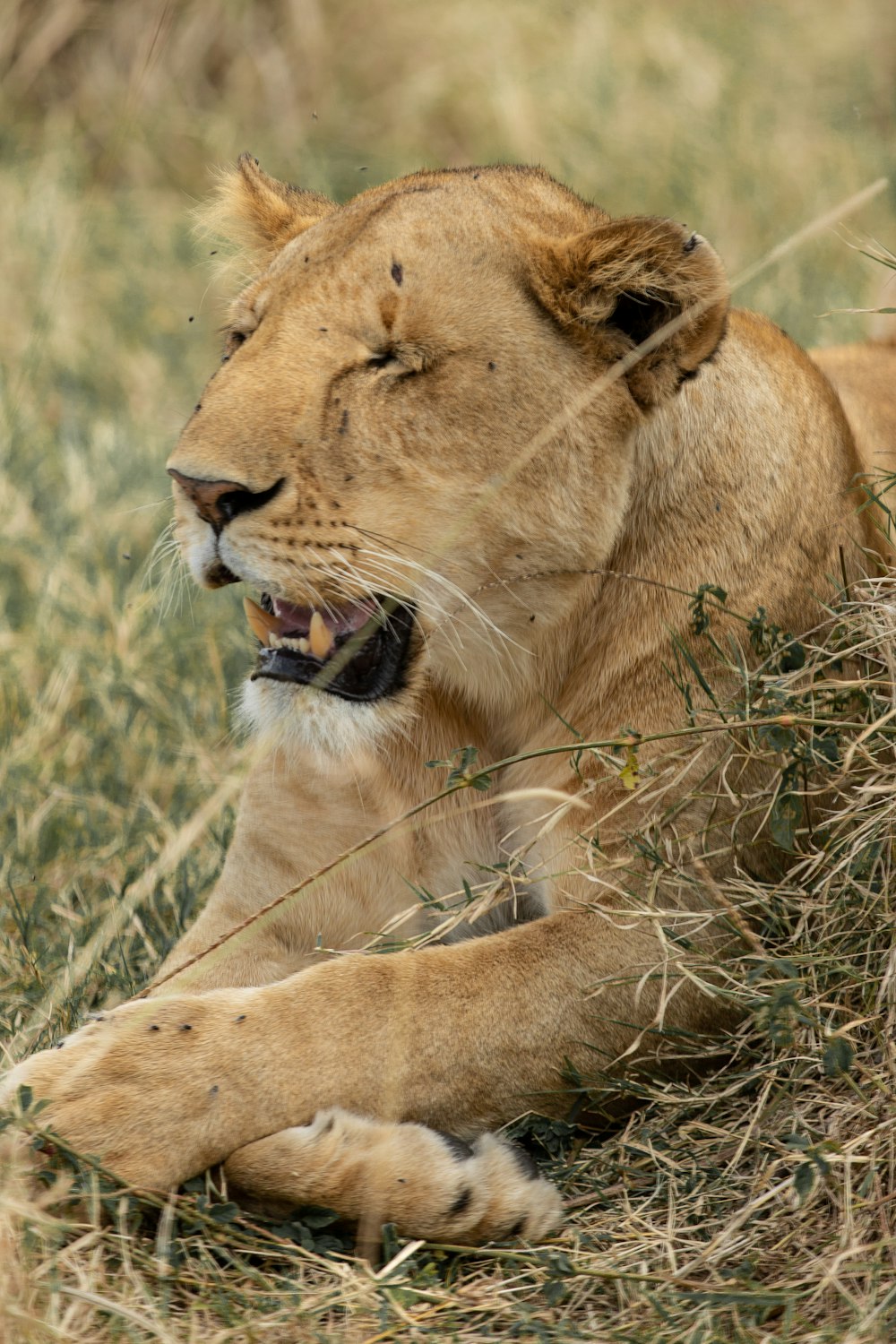 macro photography of lioness