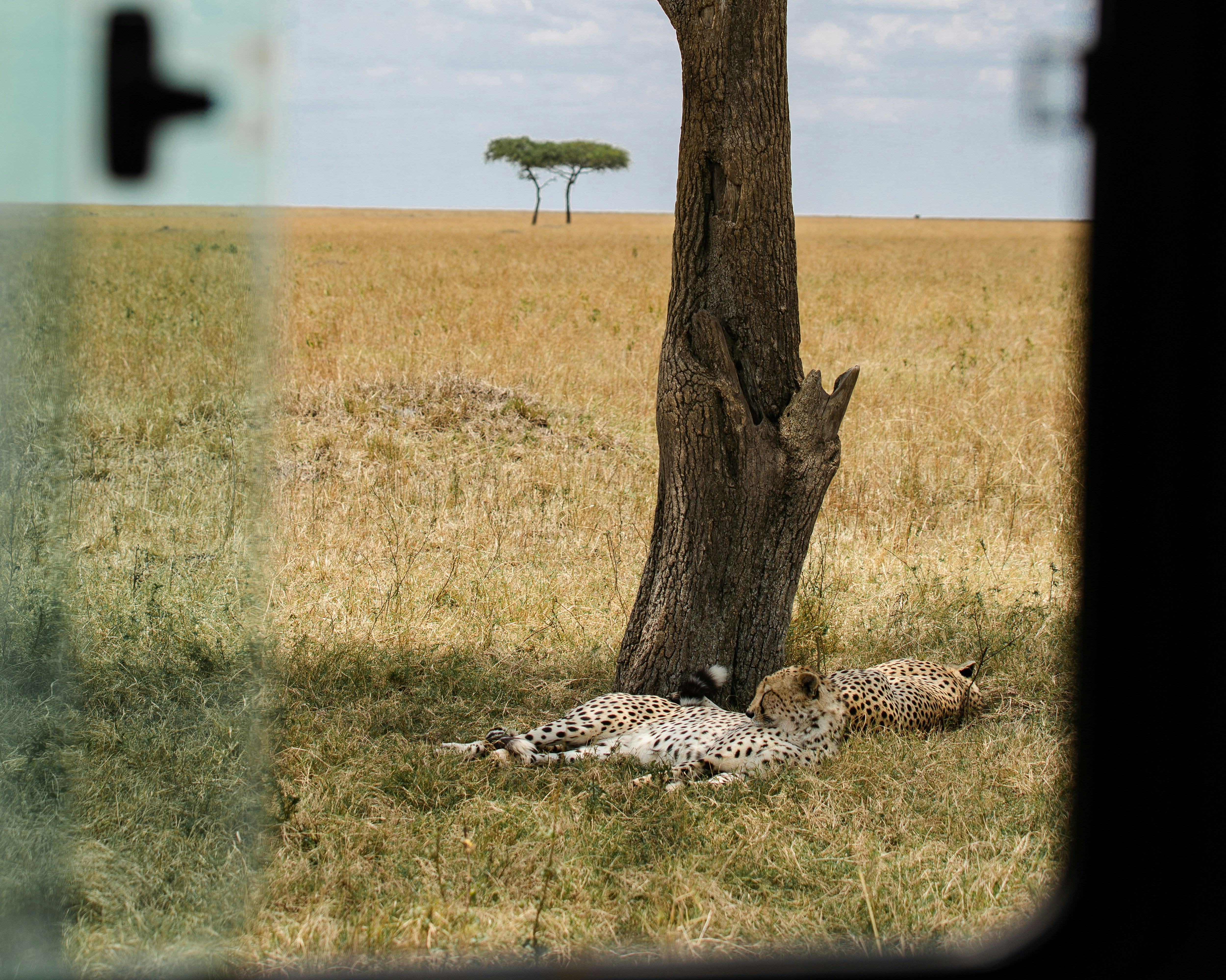wildlife photography of two cheetah lying on ground beside tree during daytime
