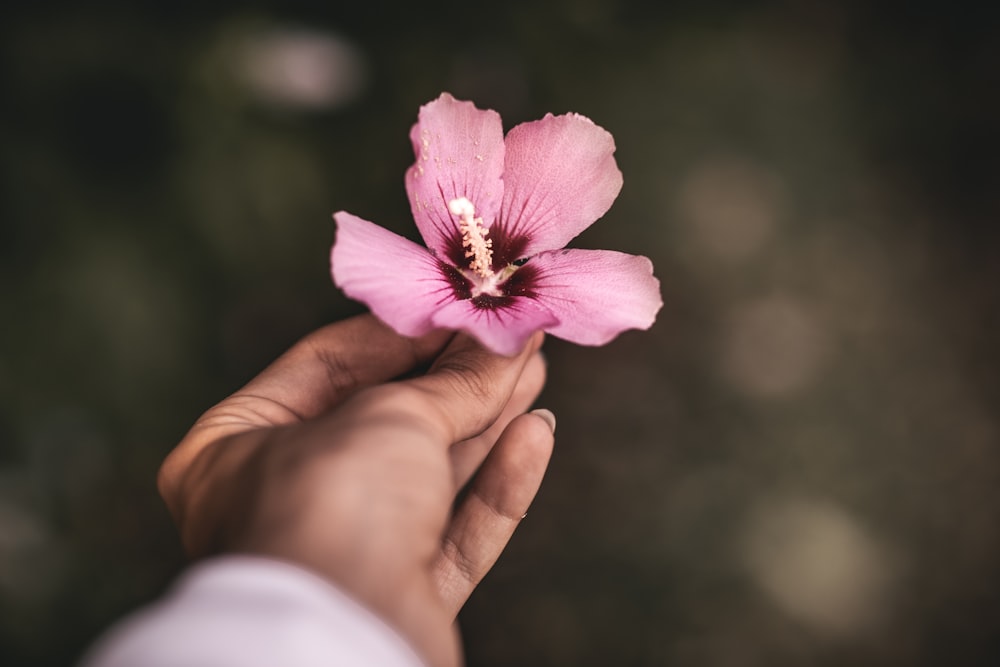 purple 5-petaled flower