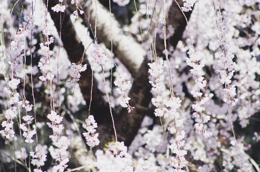 selective focus photography of white petaled flowers