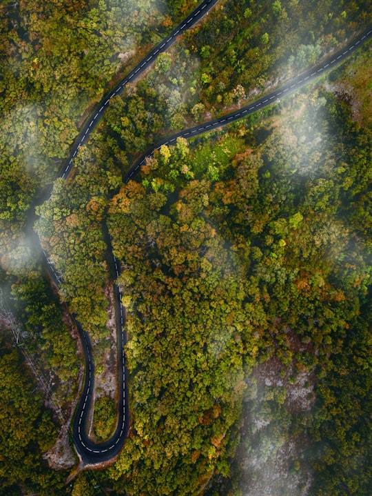 aerial photography of green-leafed trees during daytime in Valfleury France