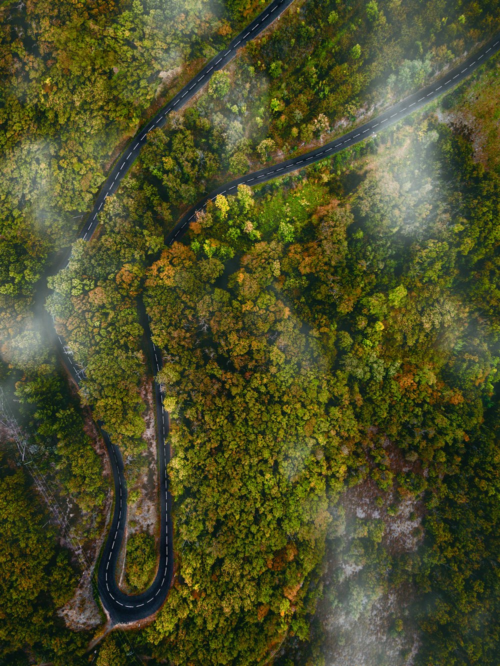 fotografia aérea de árvores de folhas verdes durante o dia