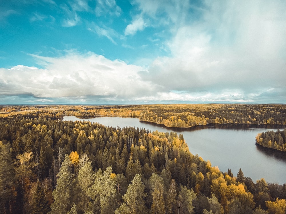 aerial photo of trees near river