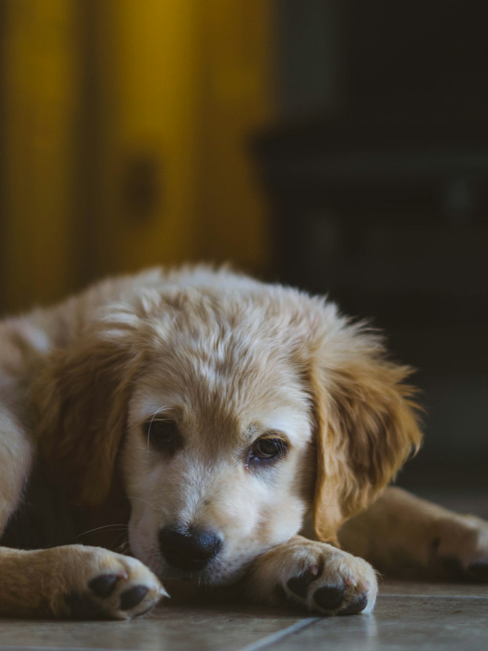 adult short-coated tan dog