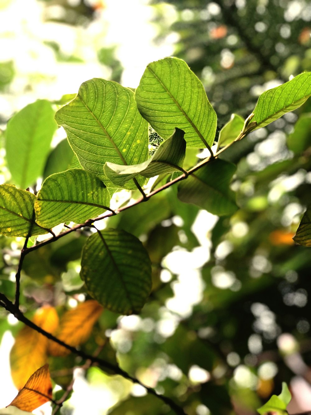 green leaves