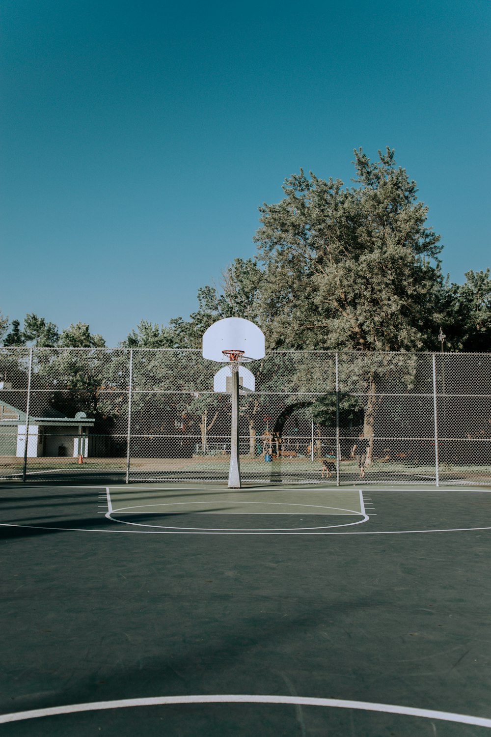 tall trees near basketball court