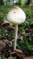 A single mushroom with a tall, slender white stem and a rounded cap that transitions from white at the bottom to a brown top. The cap is dotted with small speckles. The mushroom is growing amidst green grass and fallen brown leaves. In the background, the image is slightly blurred, showing more greenery and trees.