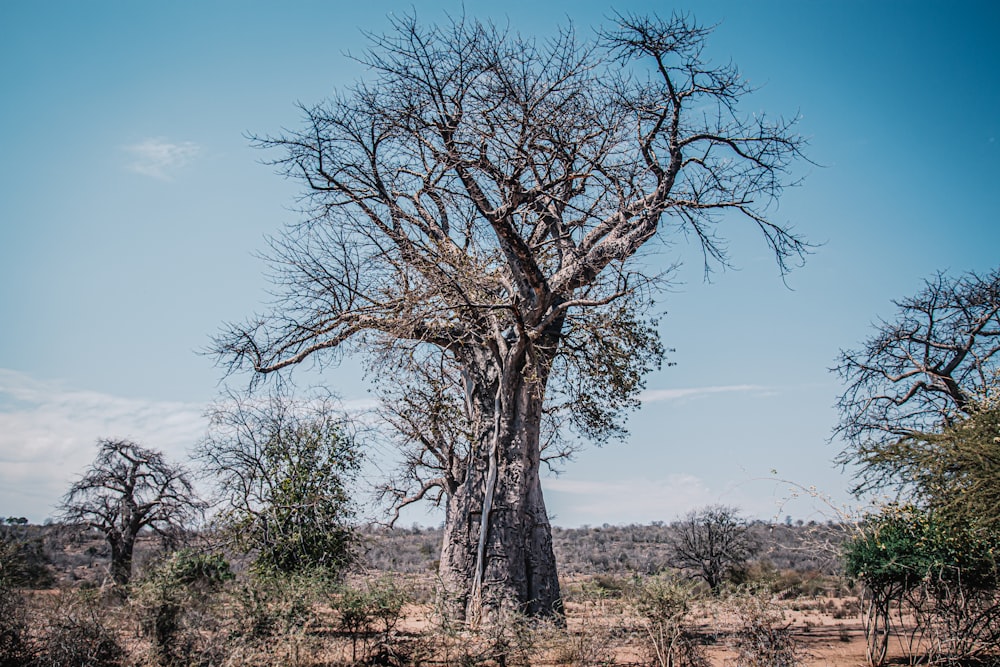 bare tree