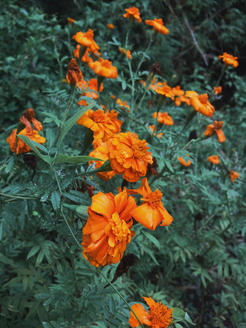 photo of yellow flowers