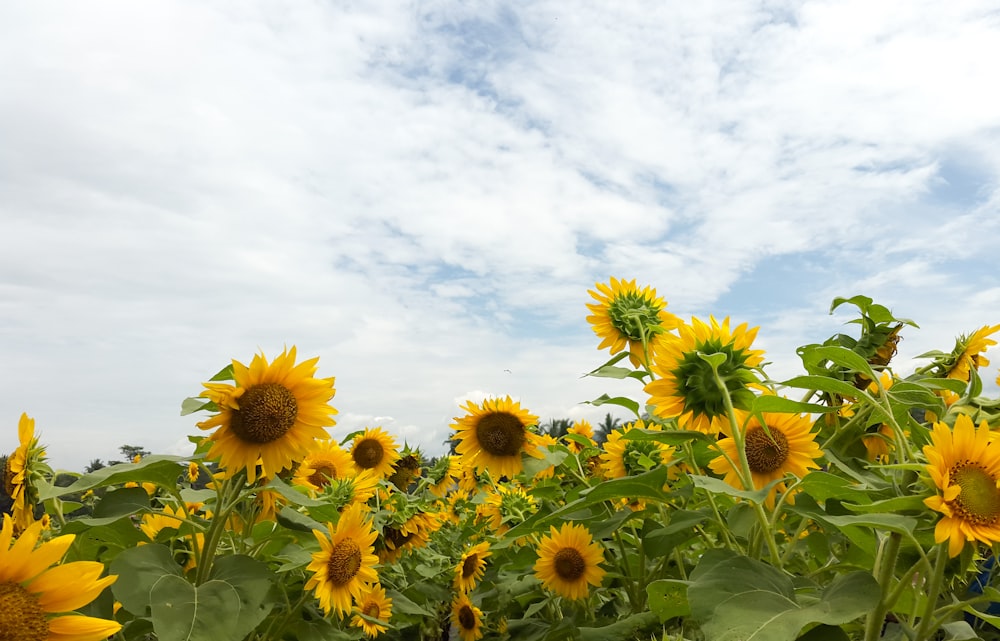 meadow of Sunflower