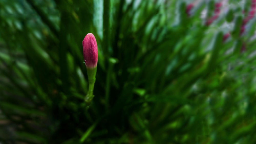 photo of purple flower