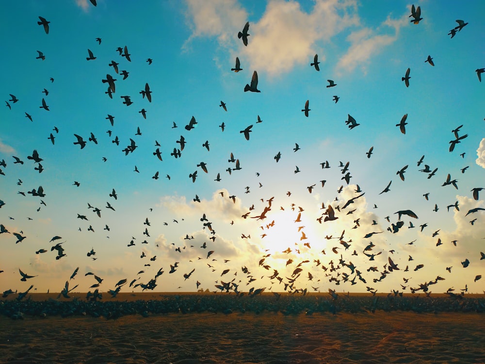 flock of birds during daytime