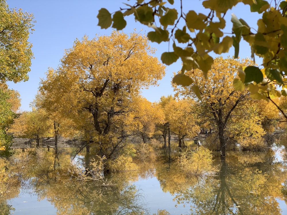 shallow water with trees at daytime