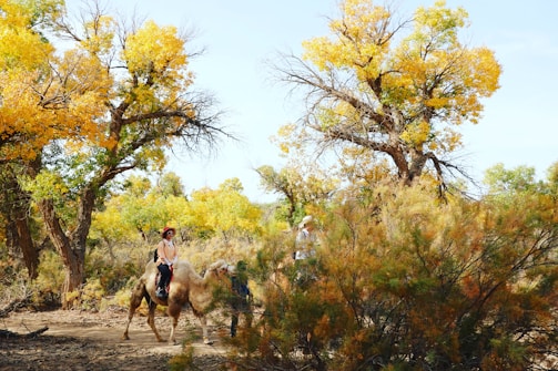 A person wearing a hat is riding a camel through a forested area with autumn-colored trees. The leaves are vibrant with shades of yellow and orange, and the ground is covered with dry leaves and dirt. Another person, possibly a guide, walks alongside the camel.