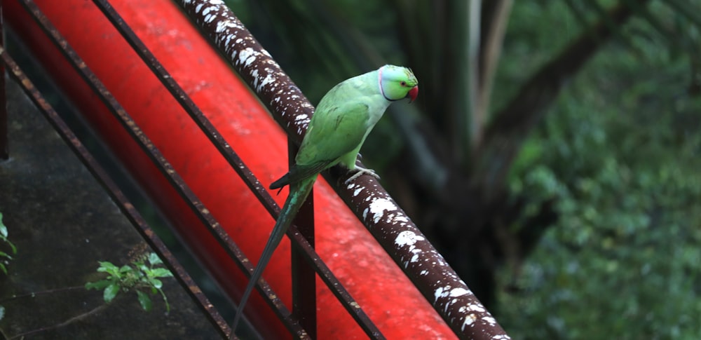 closeup photo of green bird