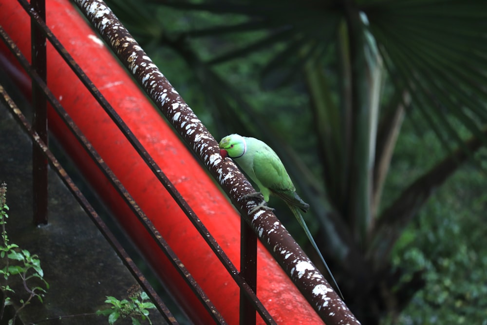 green parrot bird