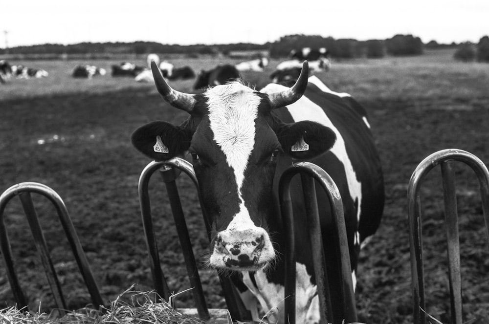 black and white cow