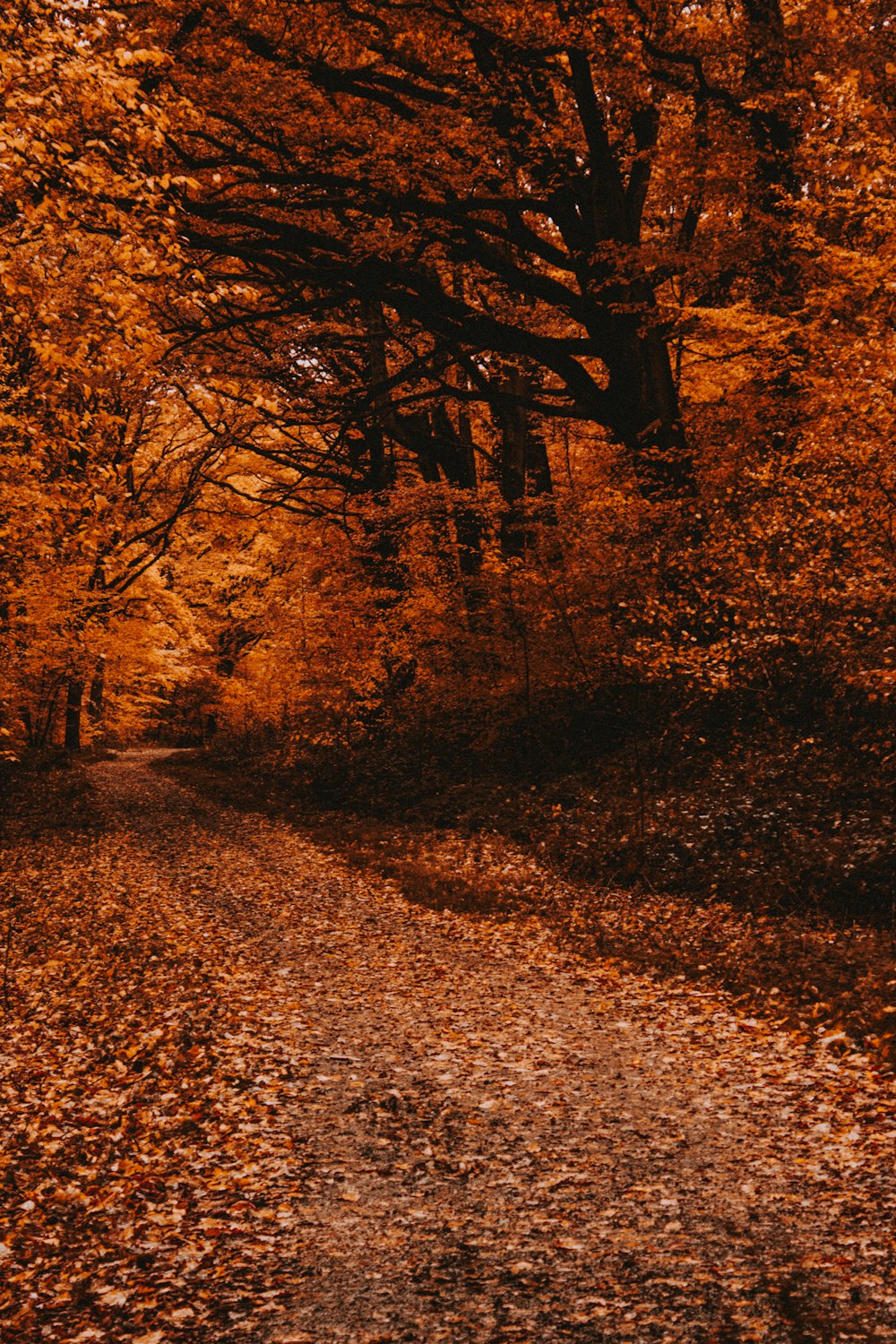 brown leaf trees