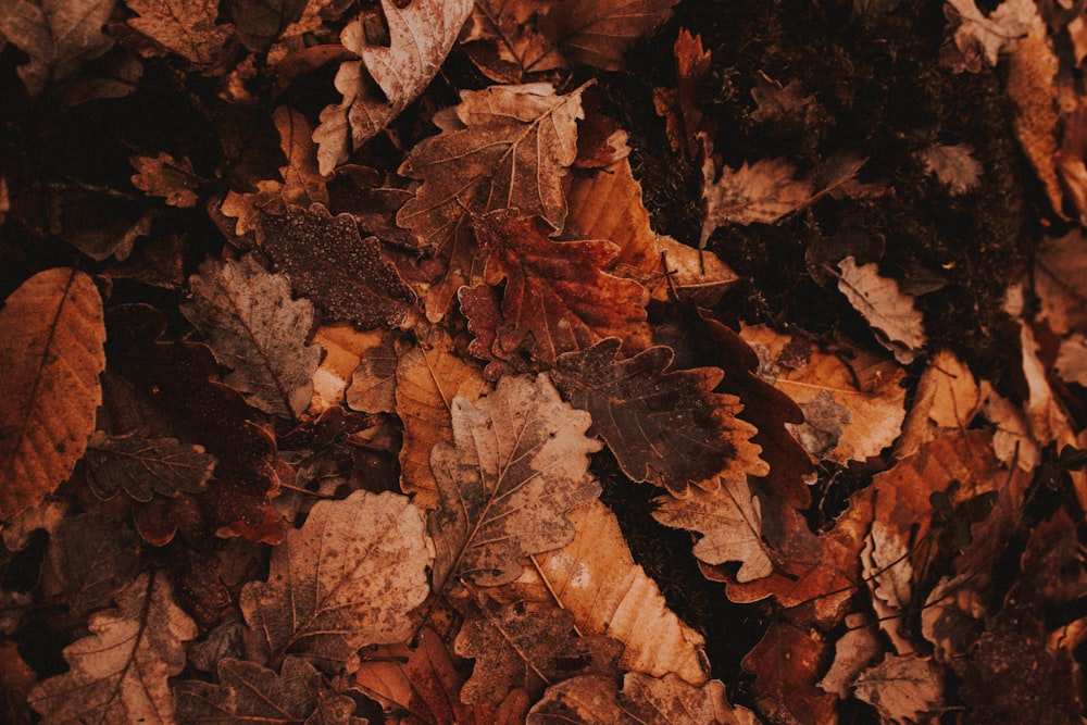 brown leaves