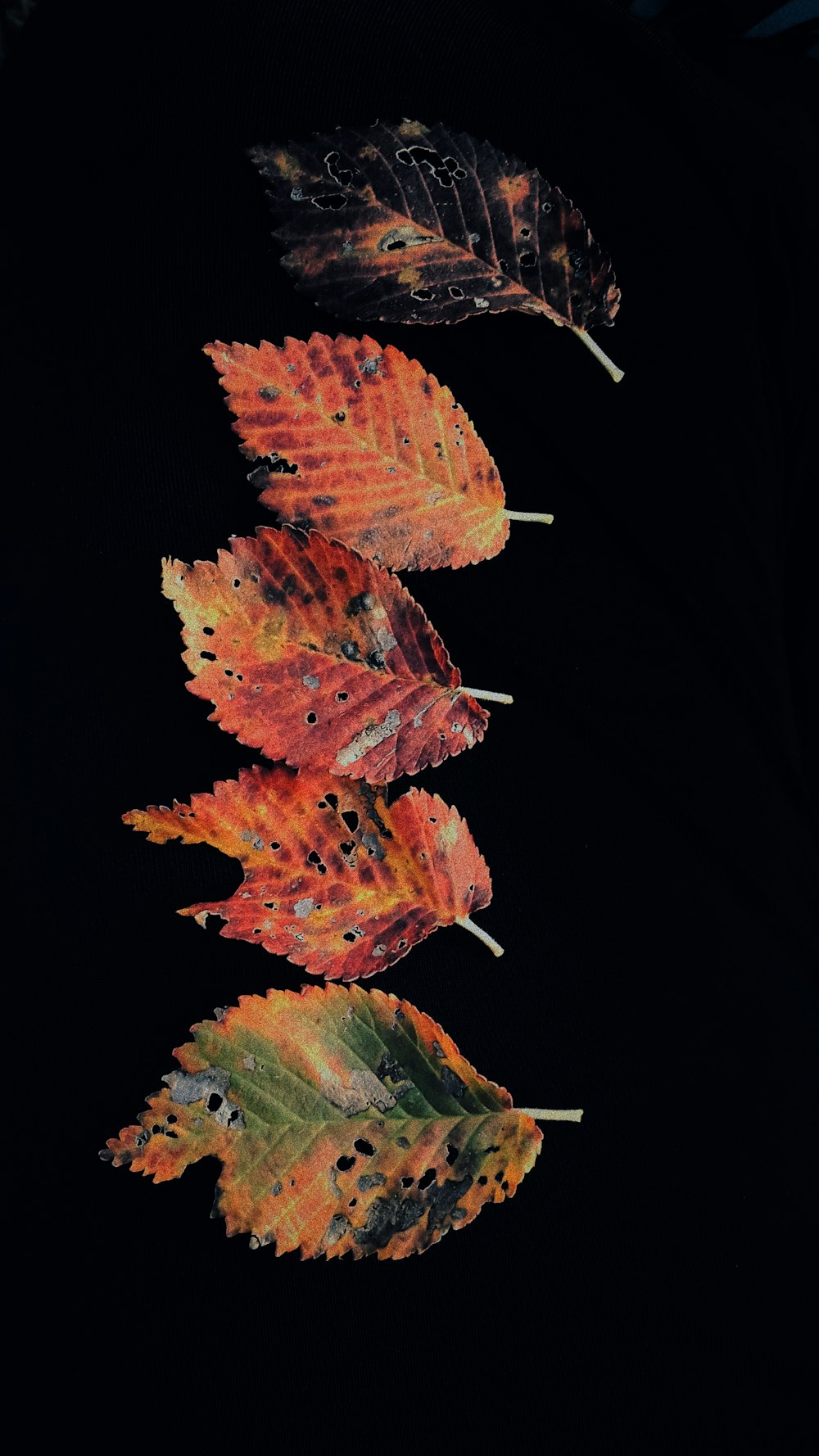 five brown and black leaves