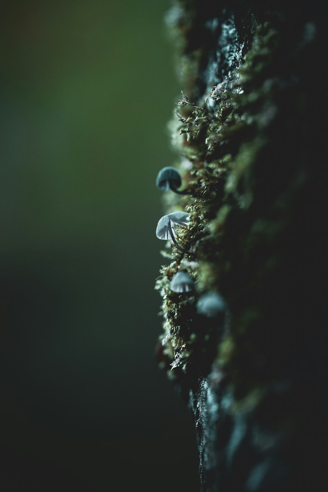 white and black mushrooms