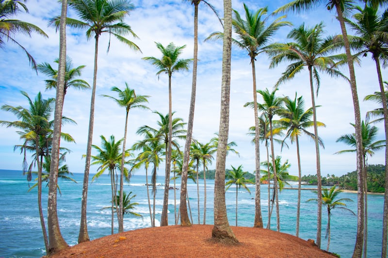 seashore palm trees