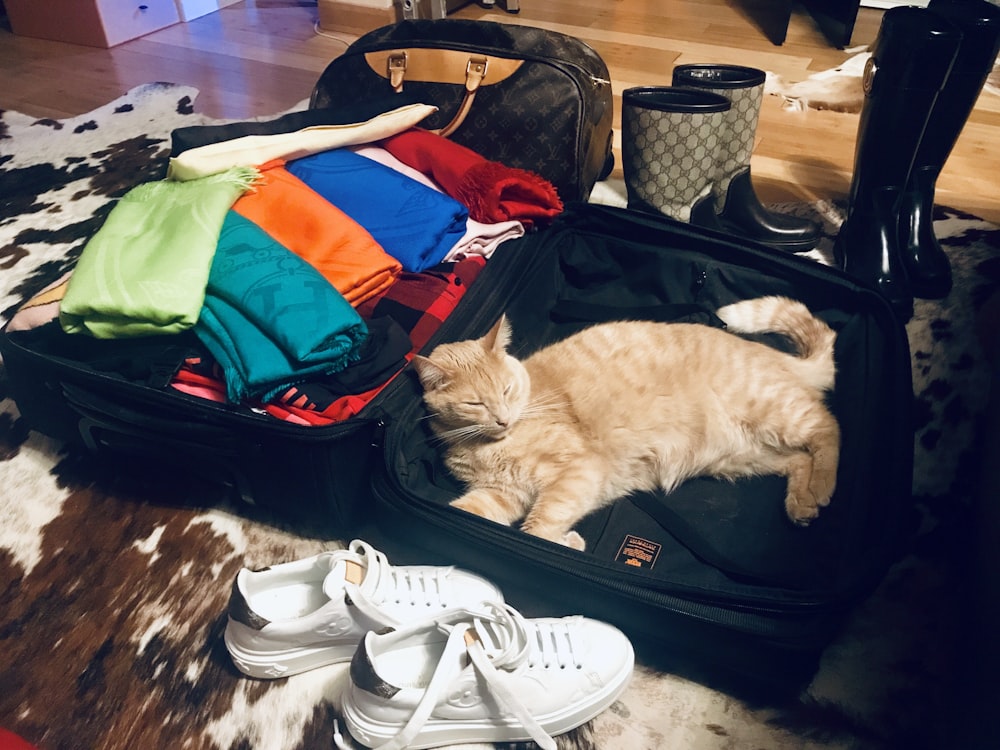 cat inside luggage