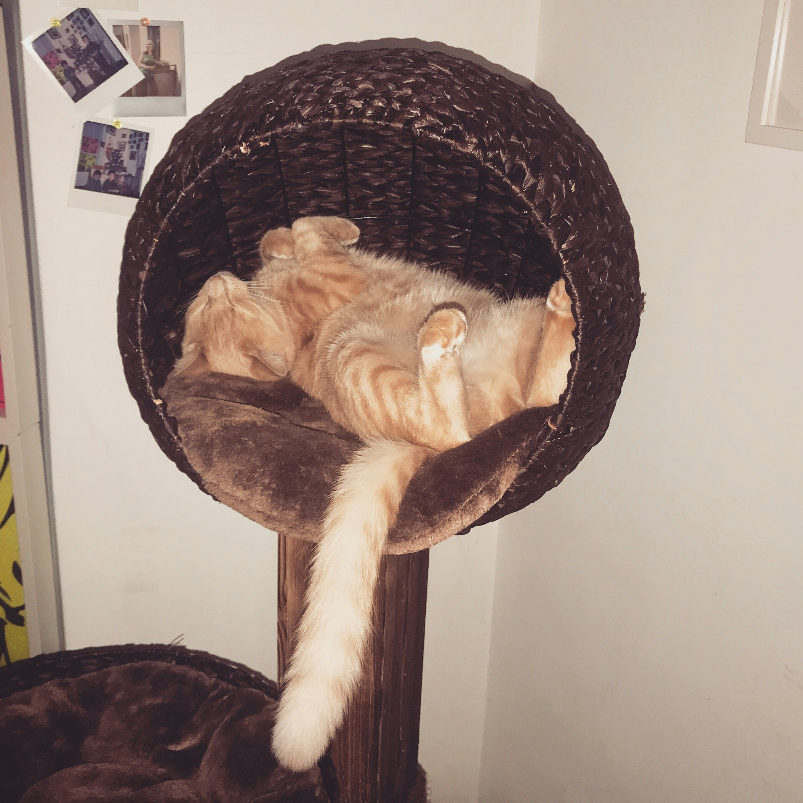 Fluffy orange tabby cat curled up sleeping in a cozy round velvet bed, soft warm ambient light