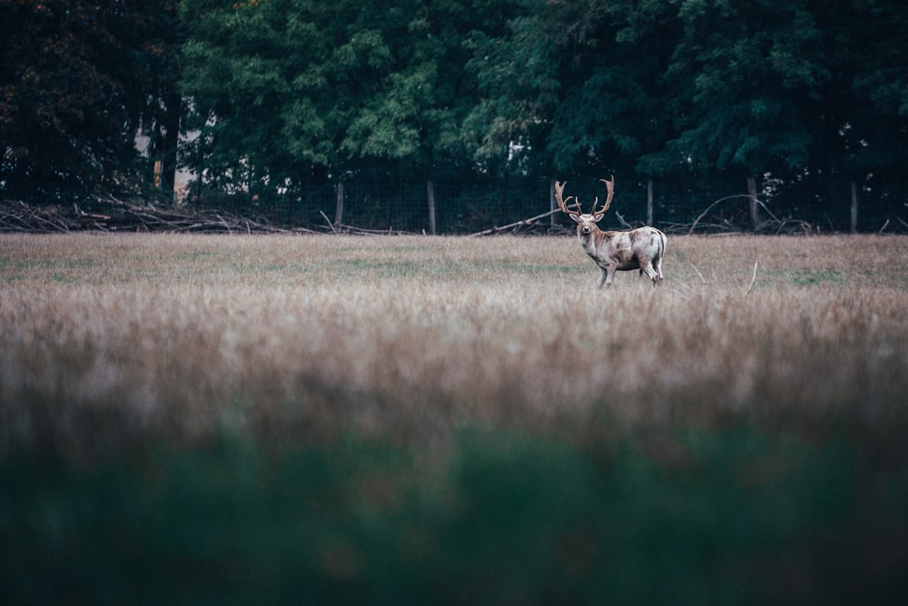 a deer standing in a field with trees in the background