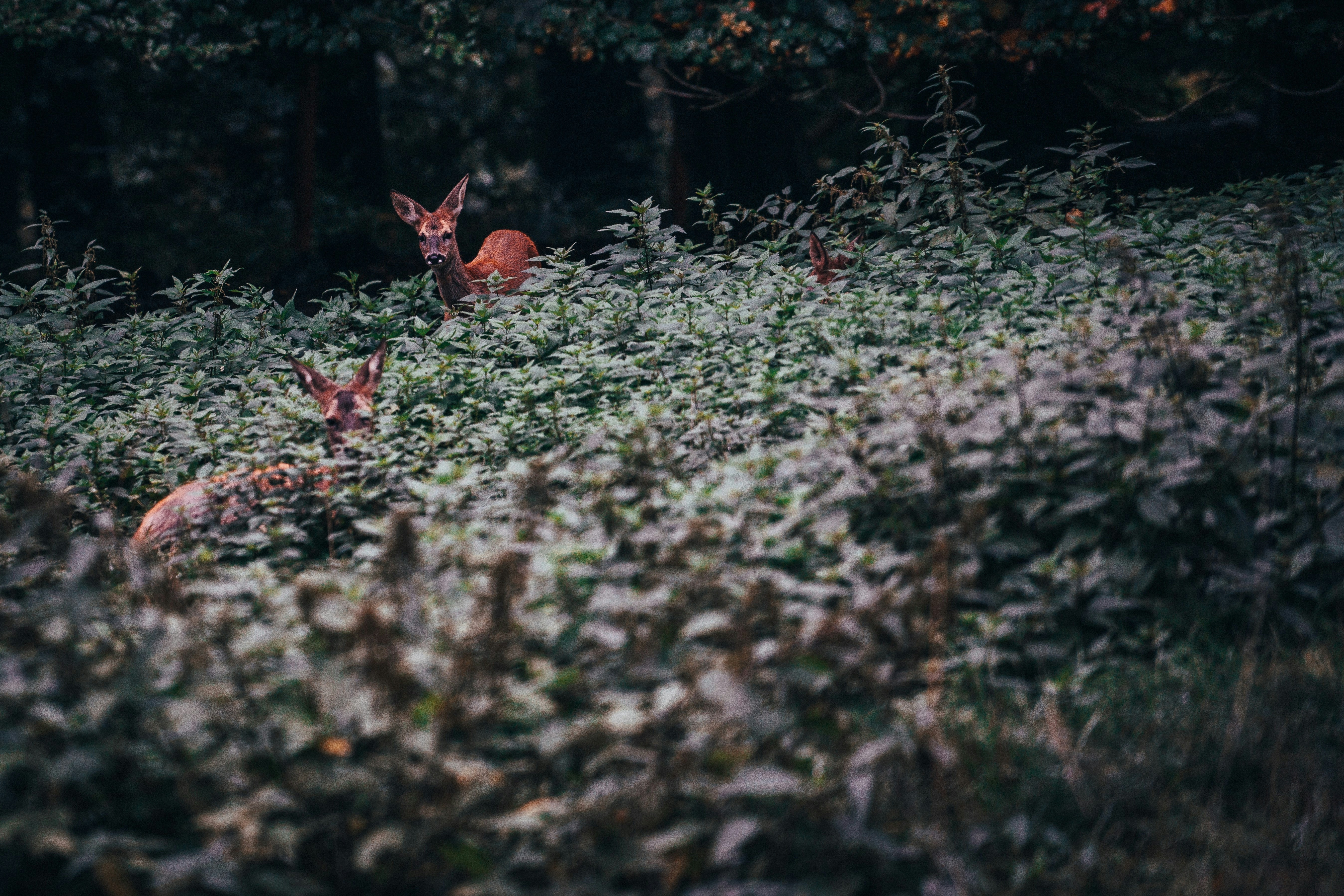 Photo by mirkosphoto