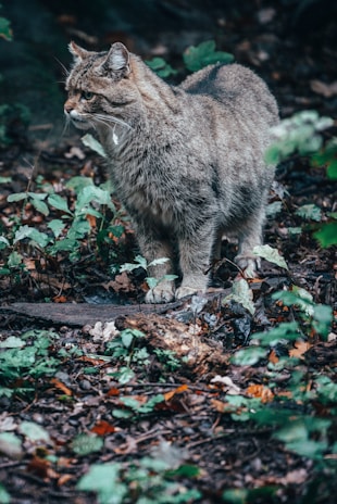 A wild cat with a dense, striped fur coat stands alert among the underbrush of a forest. Its large ears and keen eyes suggest attentiveness. The surroundings are rich with green leaves and earthy tones, giving a sense of dense foliage and a natural habitat.