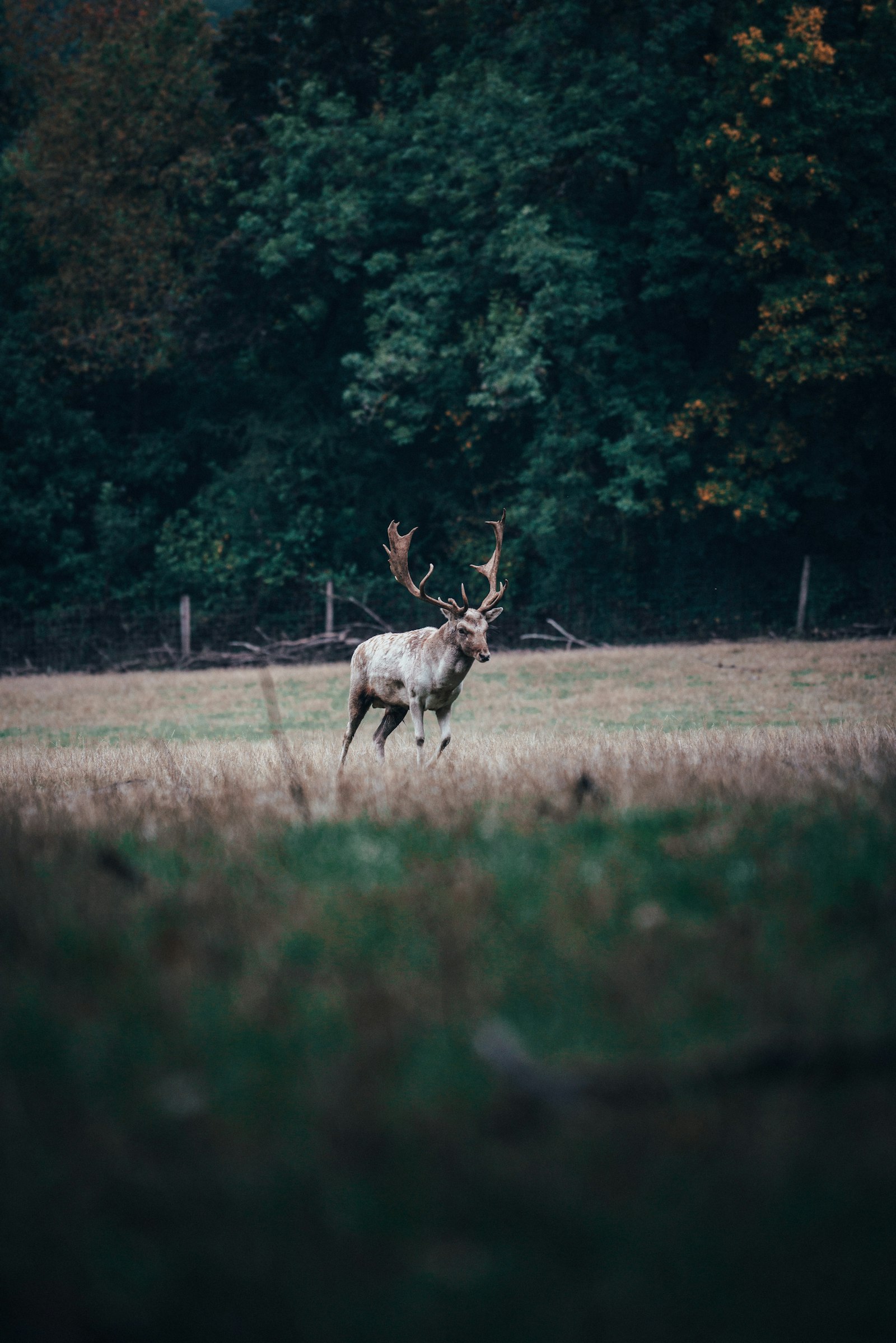 Sony a7R II + Sony FE 70-200mm F4 G OSS sample photo. Brown deer running on photography