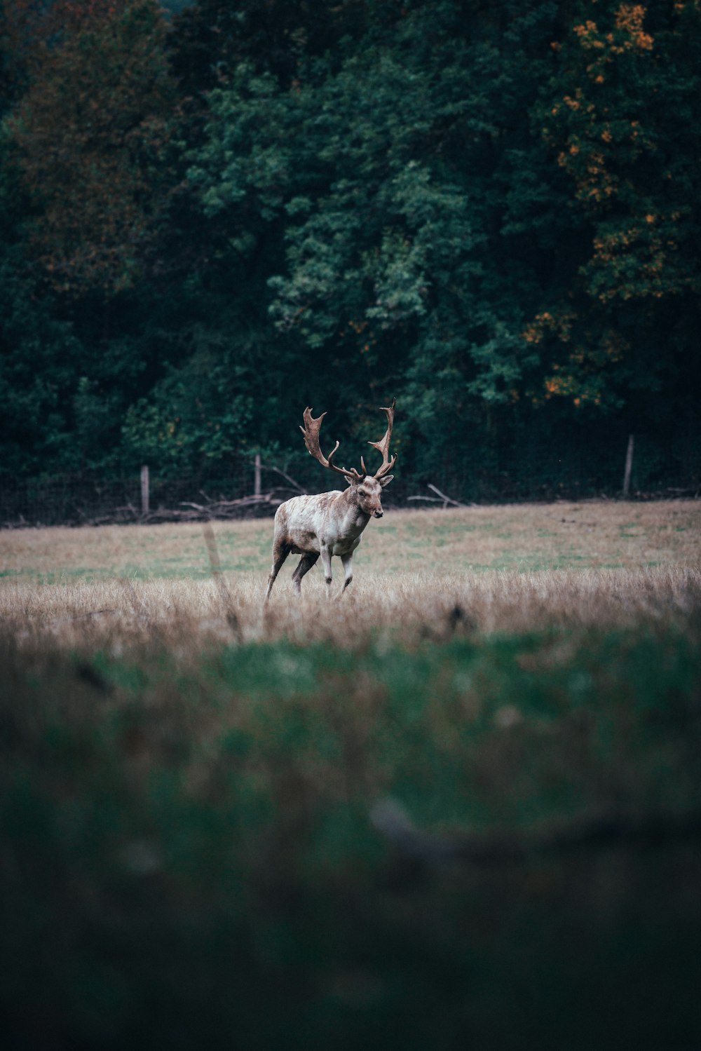 brown deer running on grass