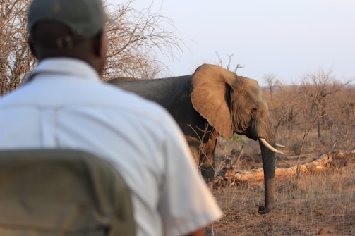 A person wearing a green cap and white shirt is seated and observing a large elephant that is walking nearby in a dry, sparse wilderness. The elephant has large ears and long tusks and is surrounded by dry grasses and bare trees.