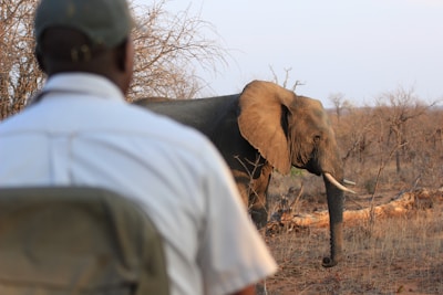 A person wearing a green cap and white shirt is seated and observing a large elephant that is walking nearby in a dry, sparse wilderness. The elephant has large ears and long tusks and is surrounded by dry grasses and bare trees.