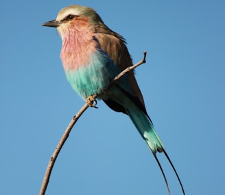 blue and brown bird facing sideways