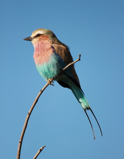 blue and brown bird facing sideways