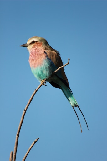 blue and brown bird facing sideways