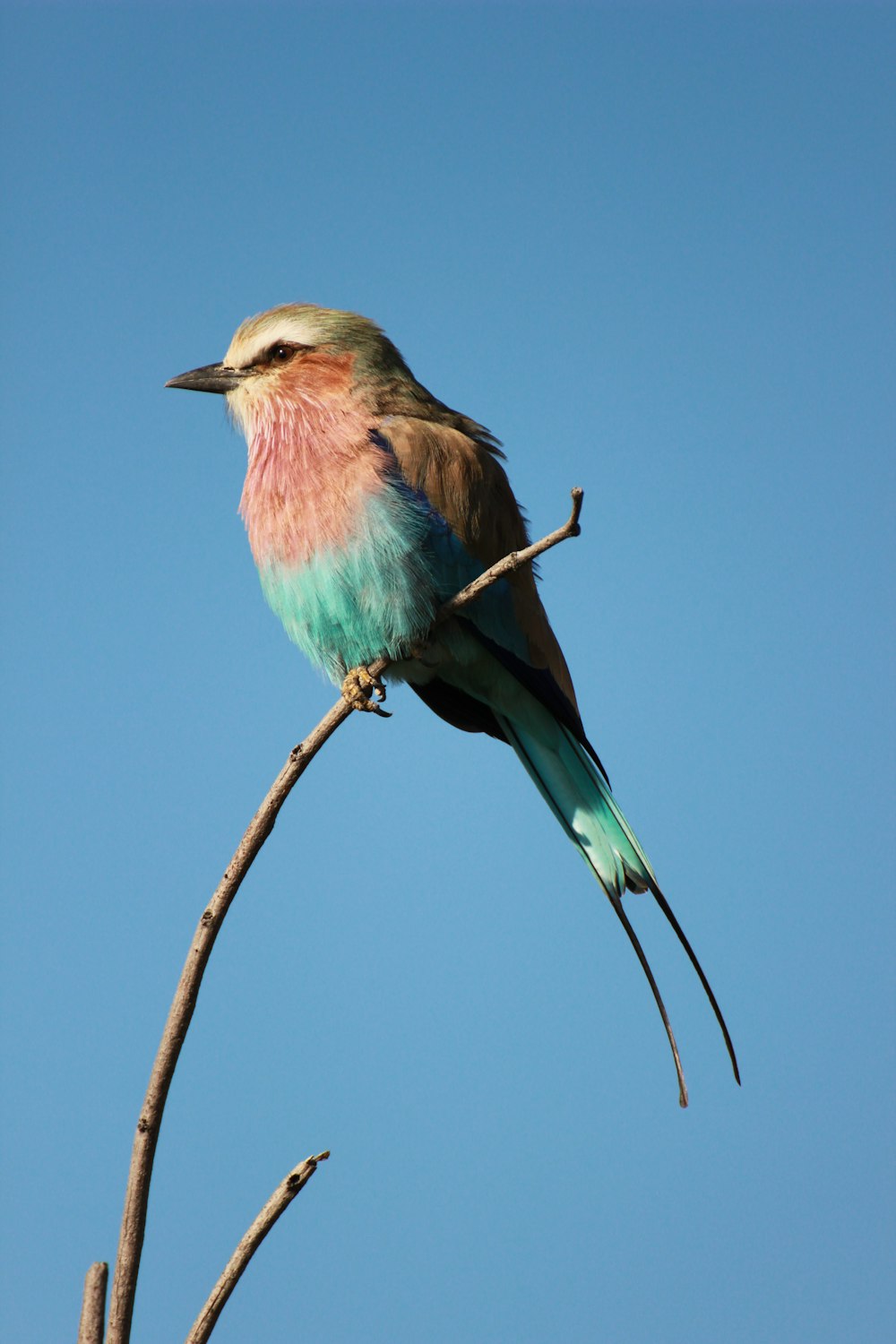 blauer und brauner Vogel mit seitlichem Blick