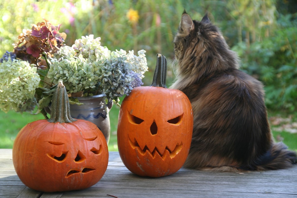 two orang Jack-o-Lanterns