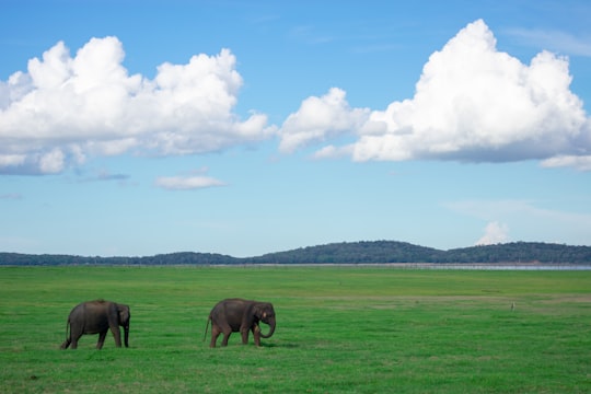 two elephants on green grass in Safari Park Sri Lanka