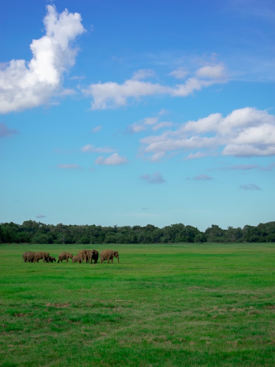 brown elephants on grass field during daytime in Safari Park Sri Lanka