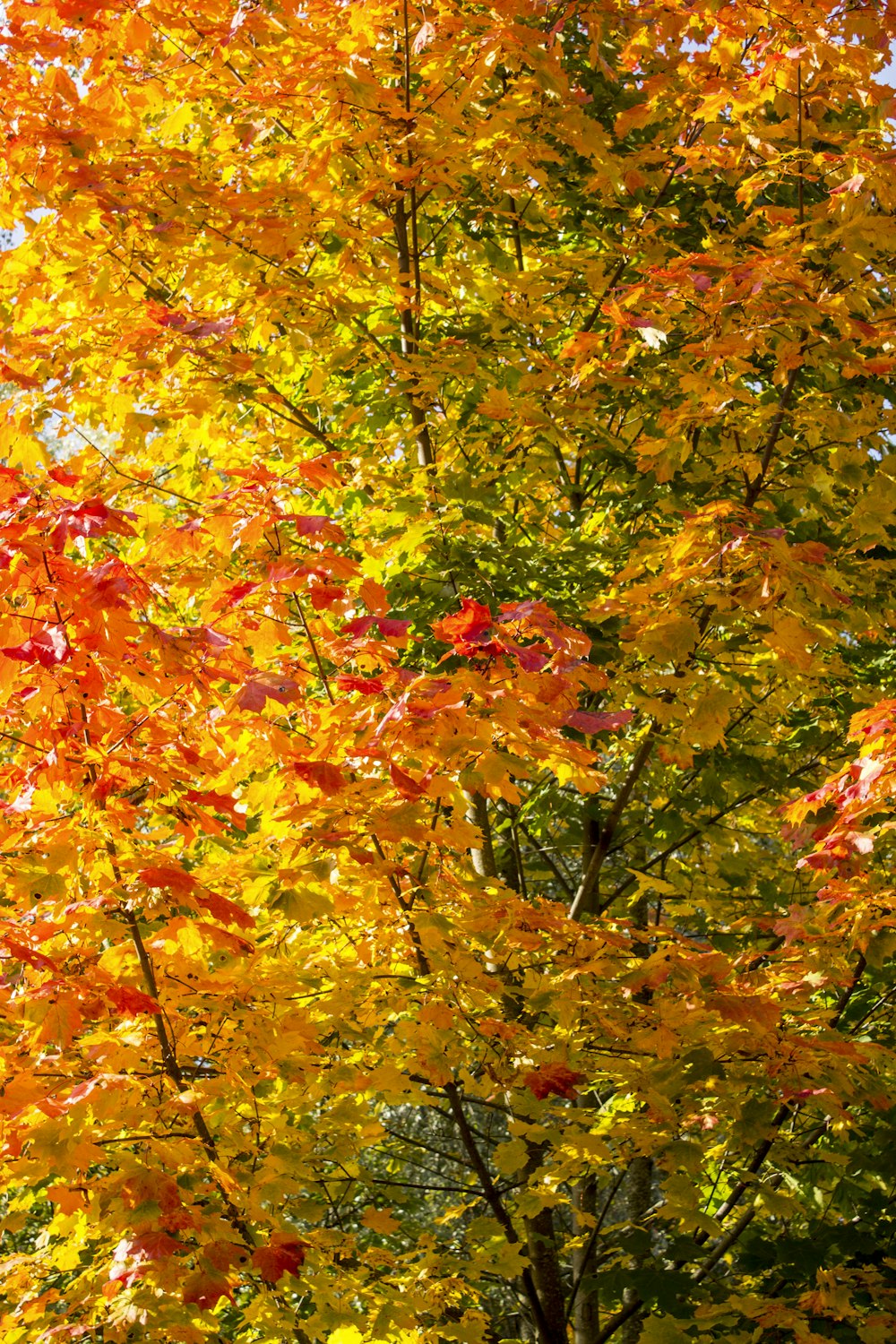 shallow focus photo of yellow and red trees