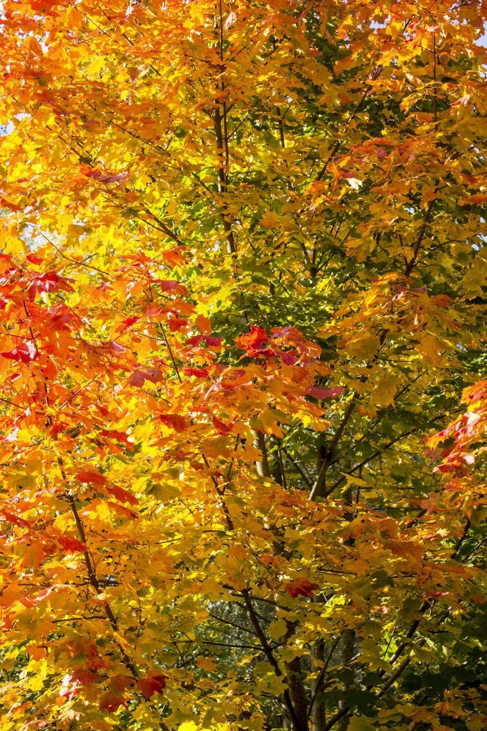 foto de foco raso de árvores amarelas e vermelhas